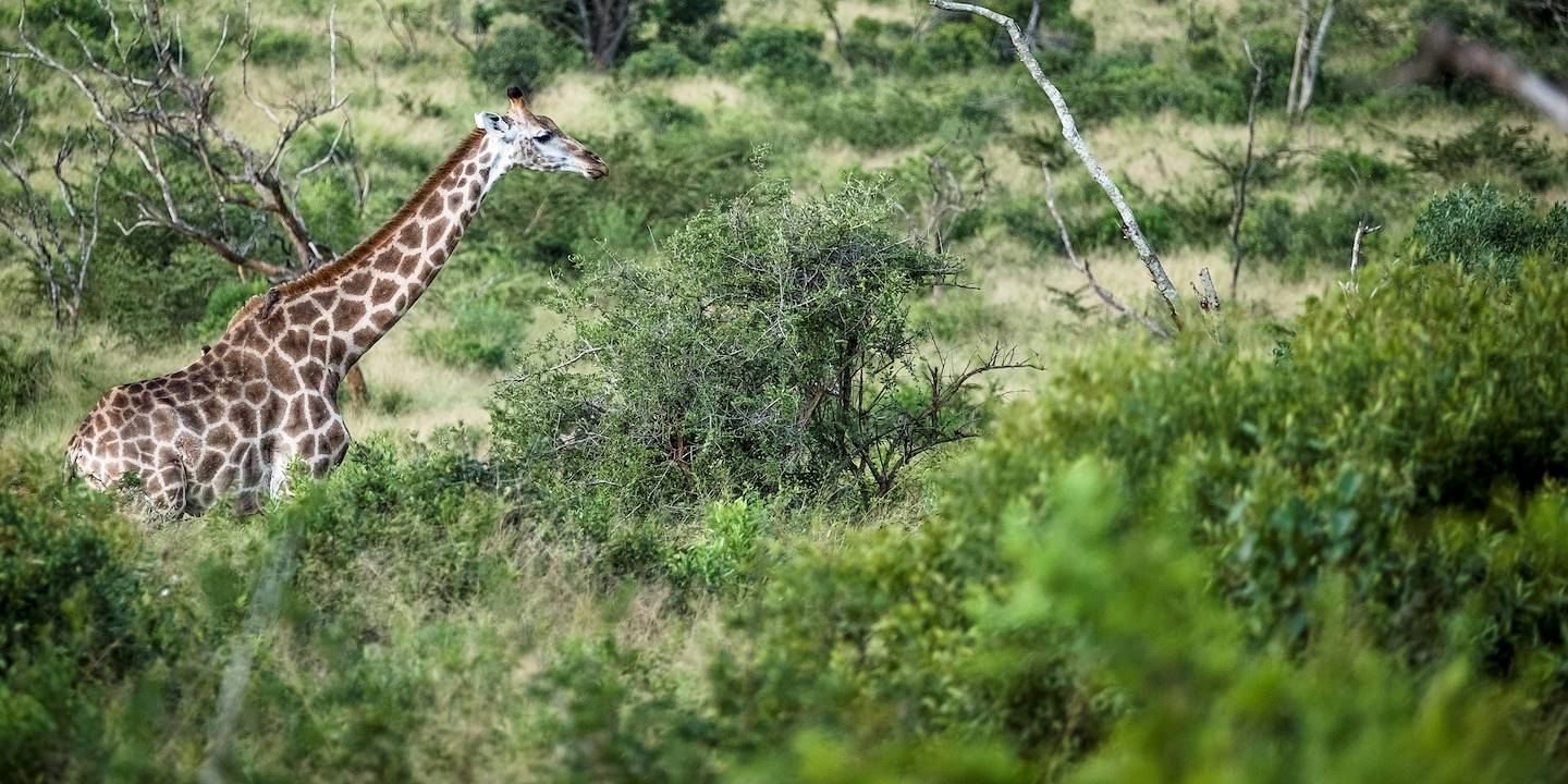 safari en 4x4 dans la reserve de hluhluwe umfolozi hluhluwe kwazulu natal afrique du sud 579819 1440x720